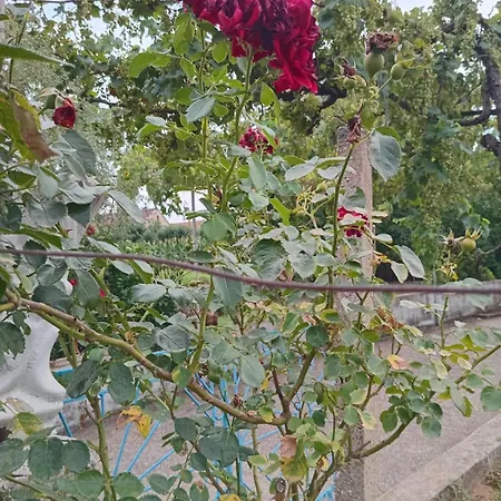 Apartman Lily House *