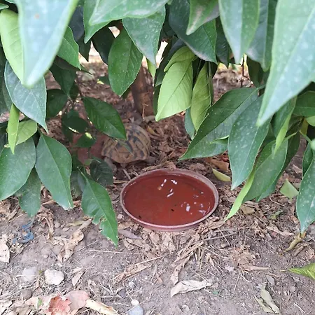 Lily House Apartment Čapljina