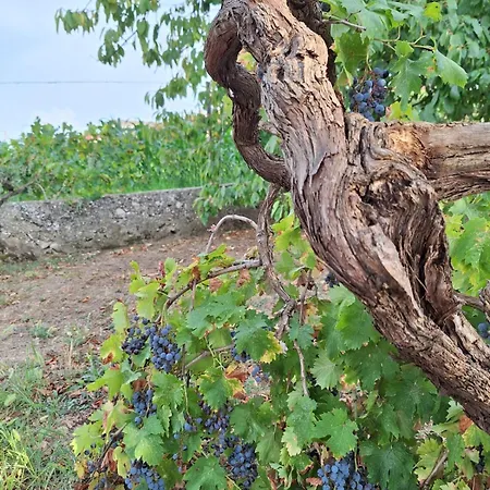 Apartment Lily House