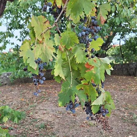 Lily House * Čapljina