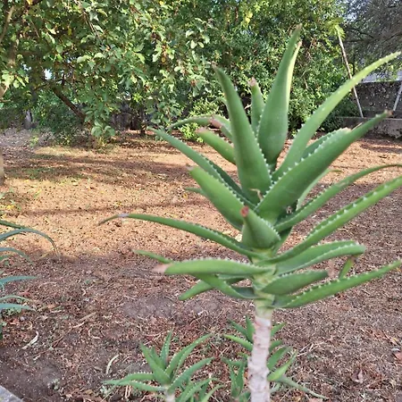 Lily House Apartman *