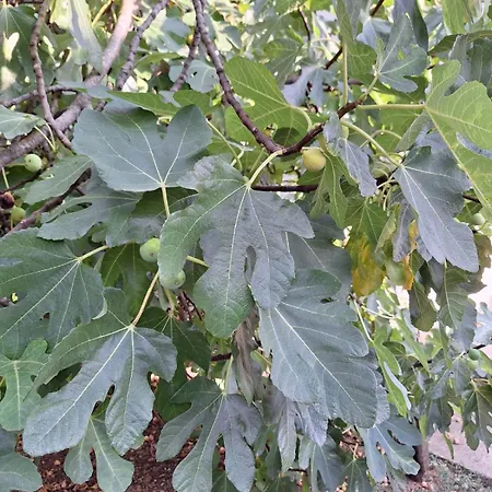 Apartman Lily House *